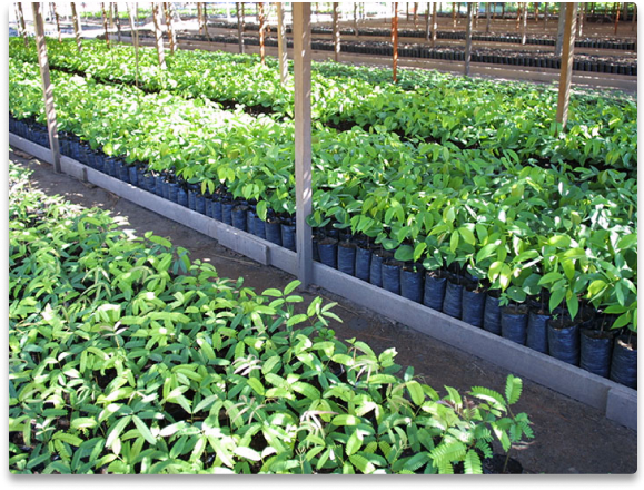 SAPLINGS IN A BRAZILIAN NURSERY